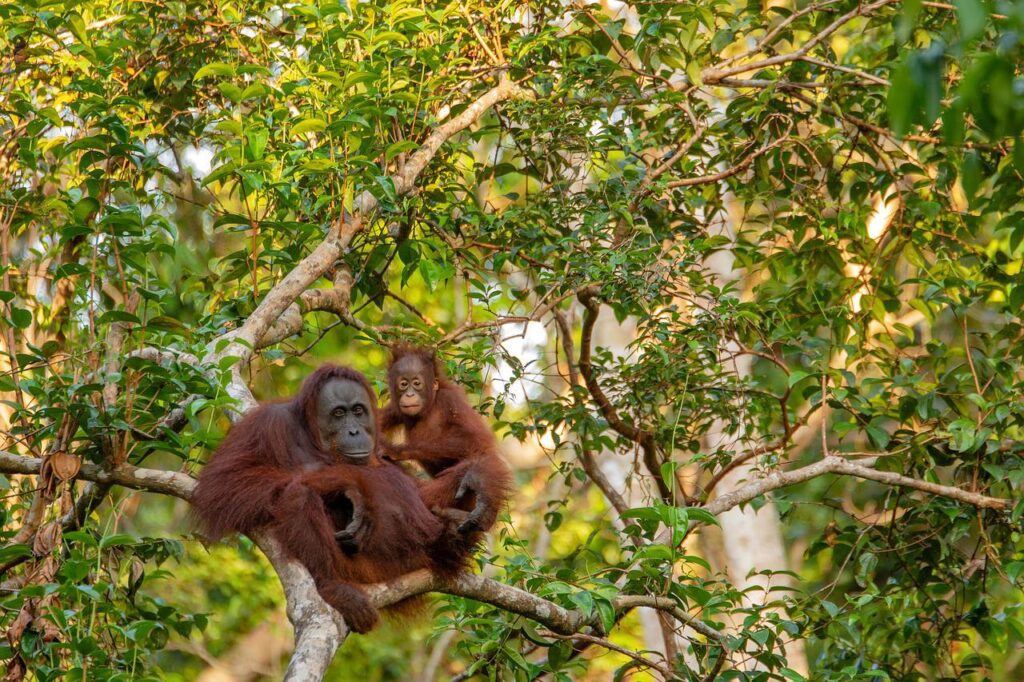 Monkey Forest bali indonesia