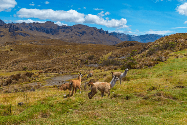 Cotopaxi and Cajas National Park 